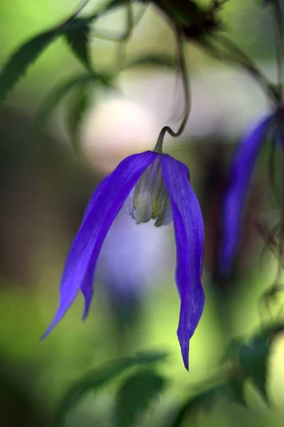 庭で花を咲かせ — ストック写真