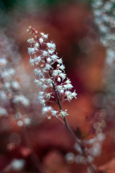 Kvetoucí Květina Zahradě Zblízka Záběr — Stock fotografie