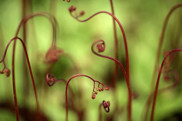 Tiges Plantes Frisées Rouges Plan Rapproché — Photo