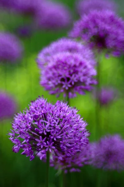 Vackra Blommande Vilda Blommor Närbild Skott — Stockfoto