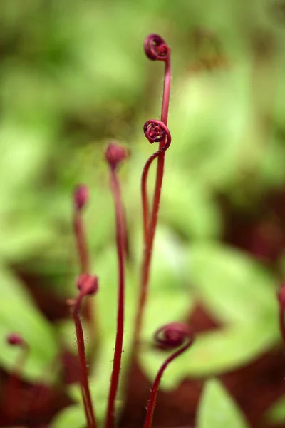 Красные Стебли Кудрявого Растения Крупным Планом — стоковое фото