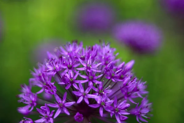 Krásný Kvetoucí Divoké Květiny Zblízka Záběr — Stock fotografie