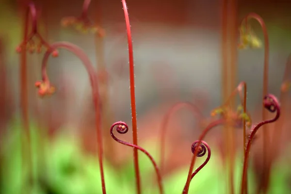 Tallos Rojos Planta Rizada Tiro Cerca —  Fotos de Stock