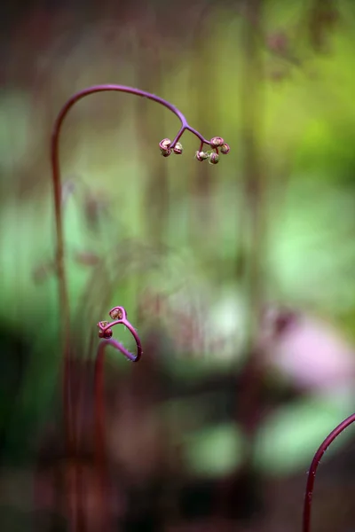 Red Curly Plant Stems Close Shot — Stock Photo, Image