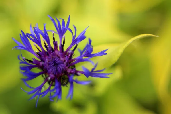Virágzó Virág Kertben Közelkép — Stock Fotó