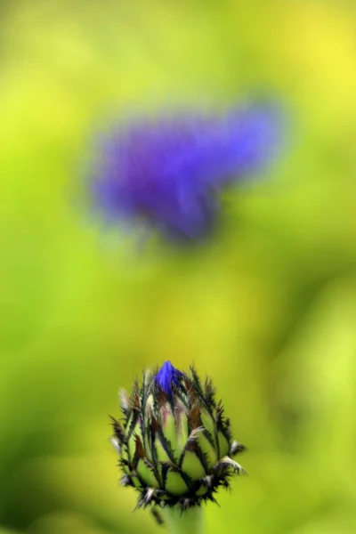 Kvetoucí Květina Zahradě Zblízka Záběr — Stock fotografie