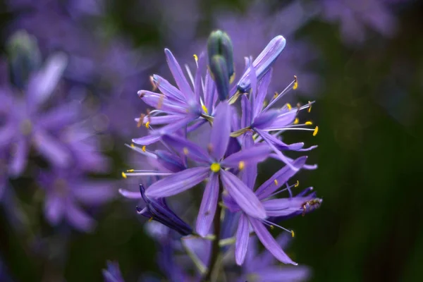 Piękne Kwitnące Dzikie Kwiaty Zbliżenie Strzał — Zdjęcie stockowe