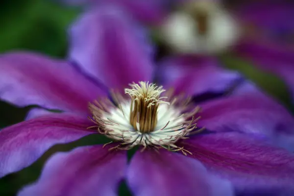 Kvetoucí Květina Zahradě Zblízka Záběr — Stock fotografie
