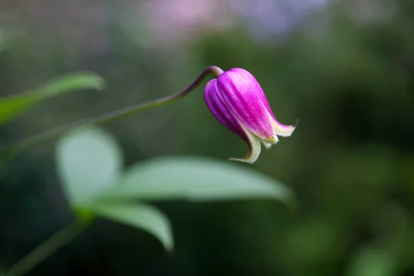 Blooming Flower Garden Close Shot — Stock Photo, Image