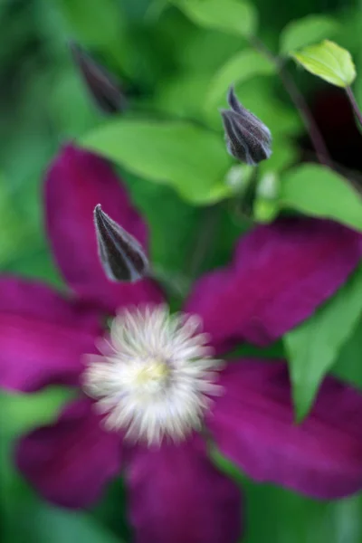 Krásný Kvetoucí Divoké Květiny Zblízka Záběr — Stock fotografie