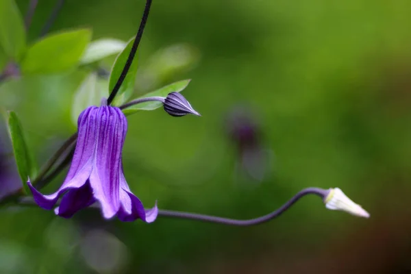 Blooming Flower Garden Close Shot — Stock Photo, Image