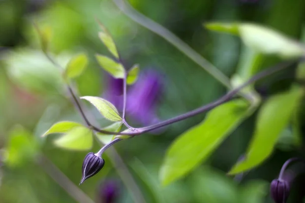 Beautiful Blooming Wildflowers Close Shot — Stock Photo, Image