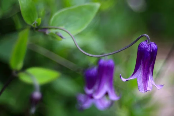 Beautiful Blooming Wildflowers Close Shot — Stock Photo, Image