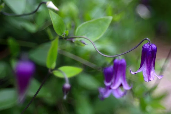 Beautiful Blooming Wildflowers Close Shot — Stock Photo, Image