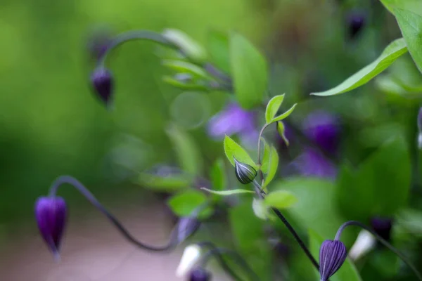 Beautiful Blooming Wildflowers Close Shot — Stock Photo, Image