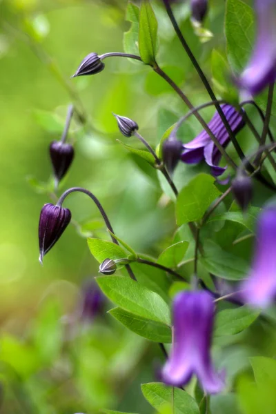 Piękne Kwitnące Dzikie Kwiaty Zbliżenie Strzał — Zdjęcie stockowe