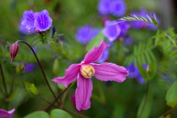 Kwitnący Kwiat Ogrodzie Zdjęcie Bliska — Zdjęcie stockowe