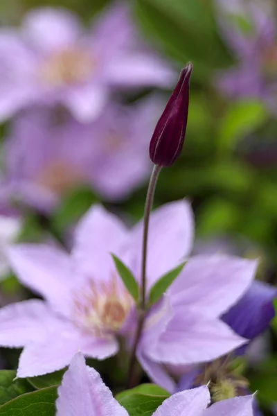 Цветущий Цветок Саду Крупным Планом — стоковое фото