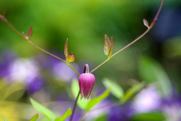 Blooming Flower Garden Close Shot — Stock Photo, Image