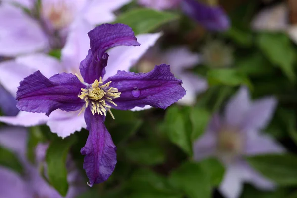 Blooming Flower Garden Close Shot — Stock Photo, Image