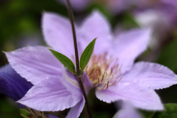 Blooming Flower Garden Close Shot — Stock Photo, Image
