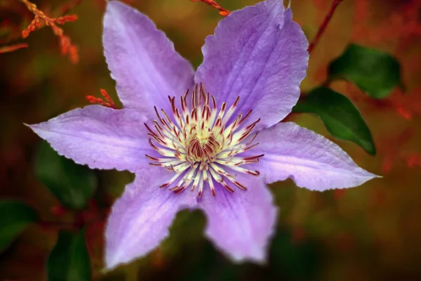 Blooming Flower Garden Close Shot — Stock Photo, Image