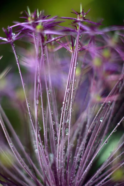 Zblízka Záběr Rostlinných Stonků Kapkami Rosy — Stock fotografie