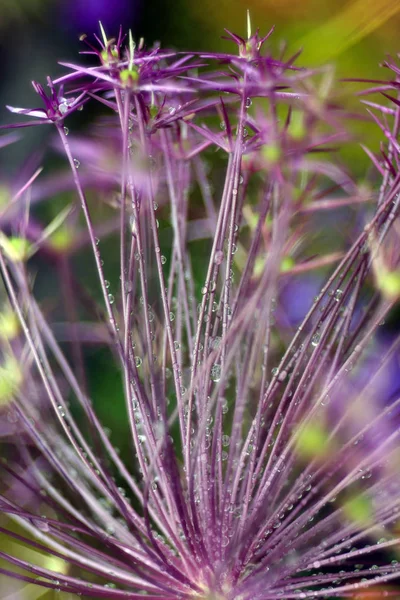 露が落ちると植物の茎を閉じて — ストック写真