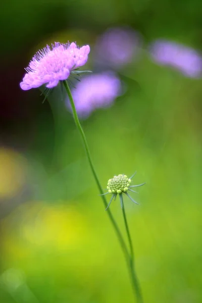 Fiore Fiorente Giardino Primo Piano Colpo — Foto Stock