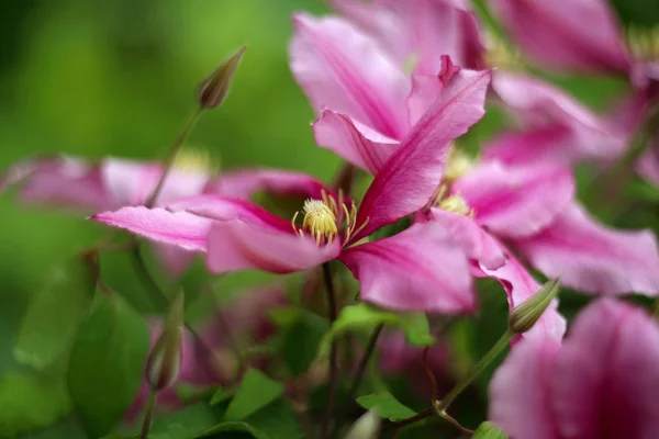 Kwitnące Kwiaty Ogrodzie Zdjęcia Bliska — Zdjęcie stockowe
