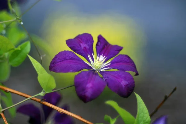 Blooming Flower Garden Close Shot — Stock Photo, Image