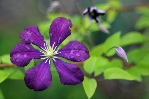 Blooming Flower Garden Close Shot — Stock Photo, Image