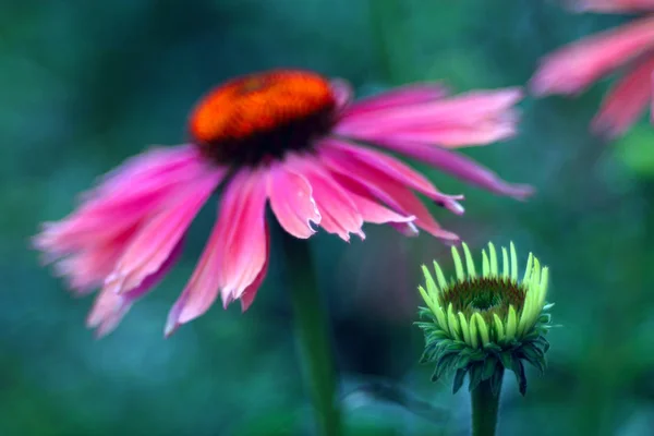 Flor Florescendo Jardim Close Tiro — Fotografia de Stock