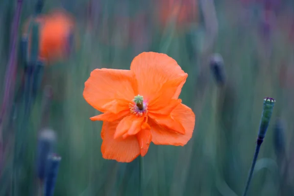 Fiore Fiorente Giardino Primo Piano Colpo — Foto Stock