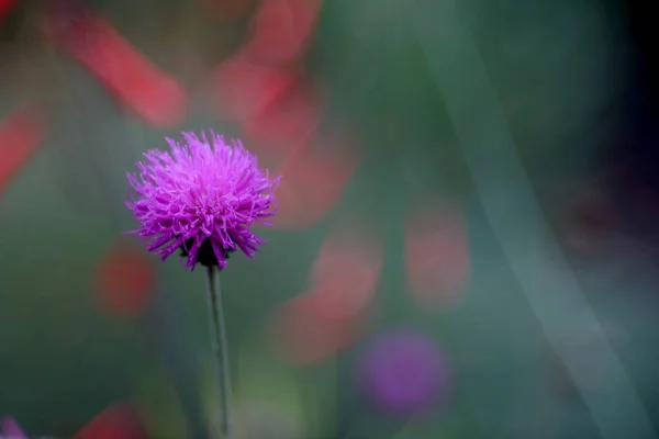 Kvetoucí Květina Zahradě Zblízka Záběr — Stock fotografie