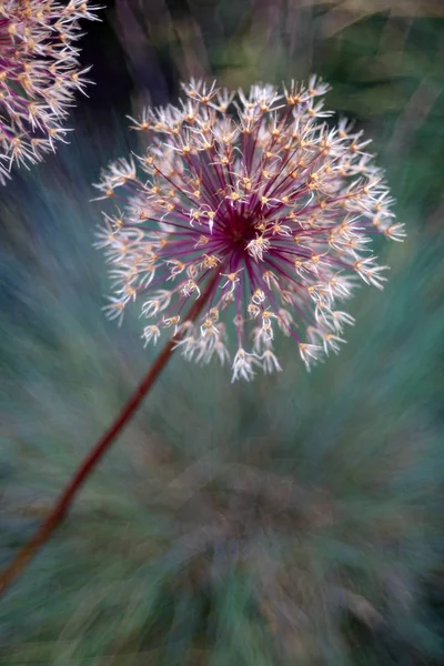 Cibule Květina Close Shot — Stock fotografie