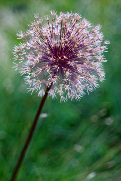 onion flower, close up shot