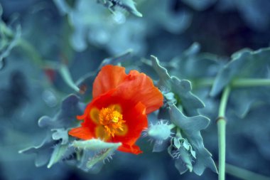 Bahçede çiçek açan, yakın çekim.