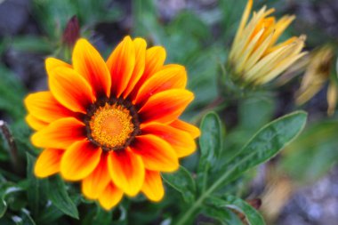 Bahçede çiçek açan, yakın çekim.