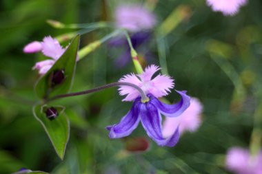 Bahçede açan çiçekler, yakın çekim.