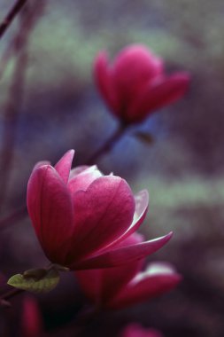 Ağaçta açan güzel çiçekler, yakın çekim.