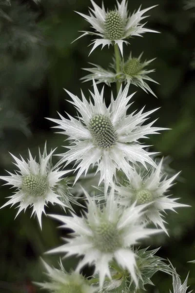 Lindas Flores Silvestres Florescendo Close Tiro — Fotografia de Stock