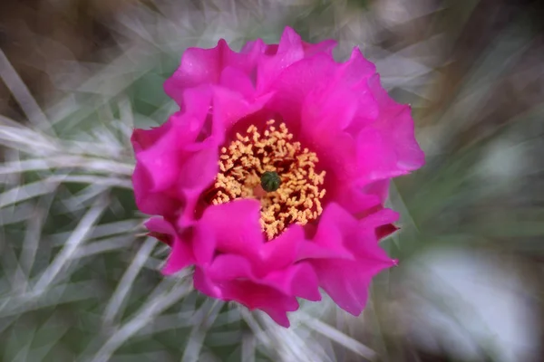 庭で花を咲かせ — ストック写真