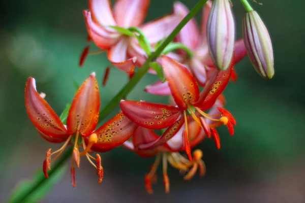 Blühende Blumen Garten Nahaufnahme — Stockfoto