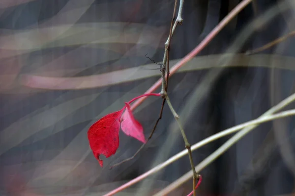 Zweige Mit Roten Herbstblüten Nahaufnahme — Stockfoto