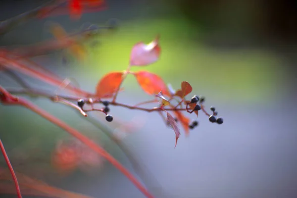 Zweige Mit Roten Herbstblüten Nahaufnahme — Stockfoto