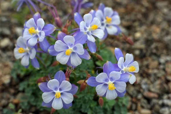 Bellissimi Fiori Selvatici Fiore Colpo Vicino — Foto Stock