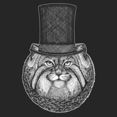 Manul, kedi. Silindir şapka, silindir. Hipster hayvan, beyefendi. Klasik headdress. Çocuklar için yazdırma t-shirt, Çocuk giyim.