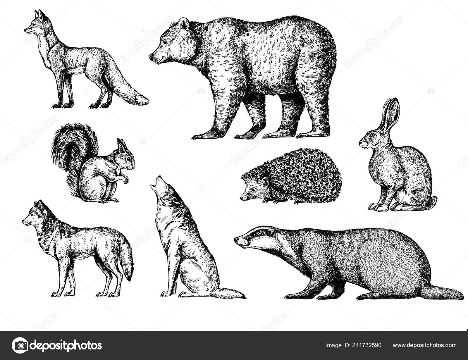 Forest animals. Fox, bear, squirrel, wolf, badger, hedgehog, hare, rabbit,  bunny. Stock Photo by ©Helen_F 241732590
