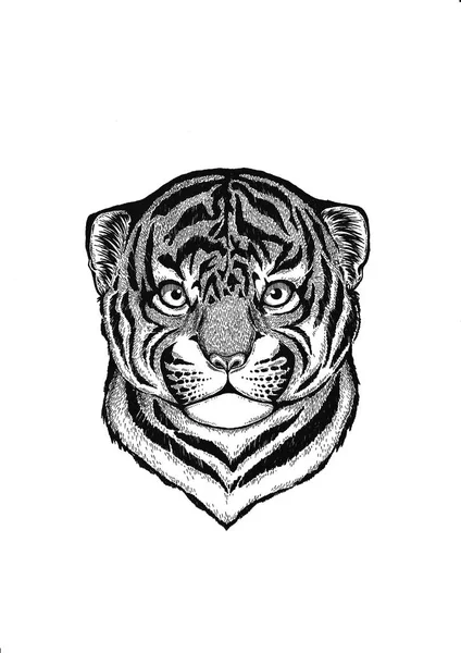 Αφρικανικό ζώο. Άγριας τίγρης. Μικρό ζώο. Χαριτωμένο εκτύπωσης για παιδιά ρούχα. — Φωτογραφία Αρχείου